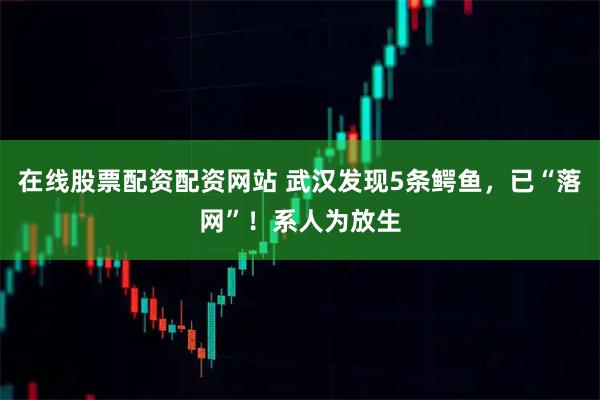 在线股票配资配资网站 武汉发现5条鳄鱼，已“落网”！系人为放生
